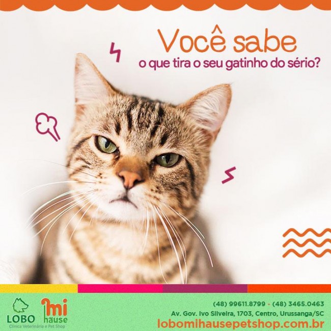 Você sabe o que tira seu gatinho do sério?