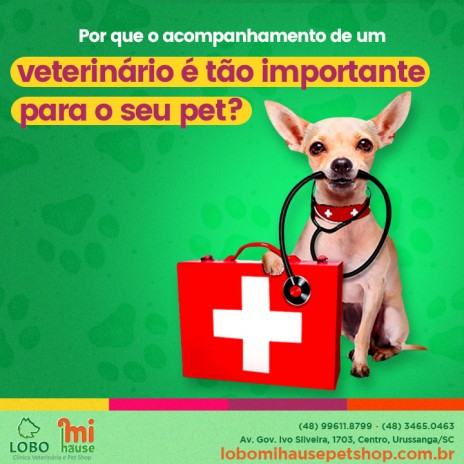 Por que o acompanhamento de um veterinário é tão importante para o seu pet?