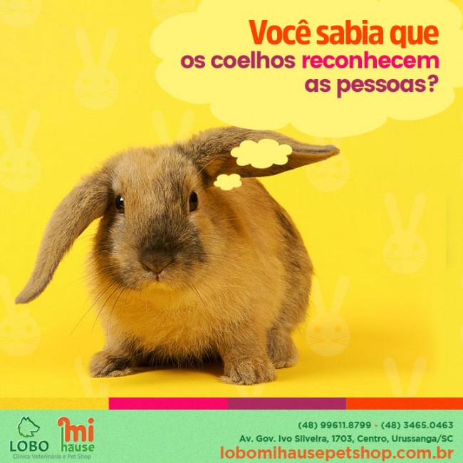 Você sabia que os coelhos reconhecem as pessoas?