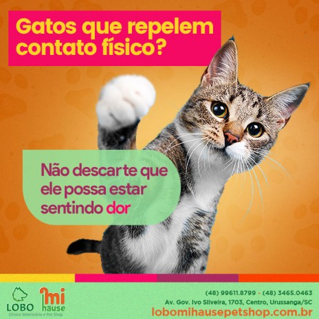 Gatos que repelem contato físico? Não descarte que ele possa estar sentindo dor