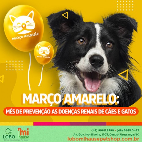 Março amarelo: mês de prevenção as doenças renais de cães e gatos