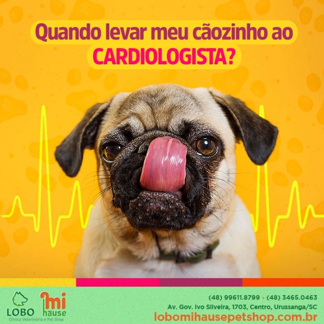 Quando levar meu cãozinho ao cardiologista?