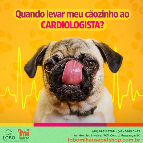 Quando levar meu cãozinho ao cardiologista?