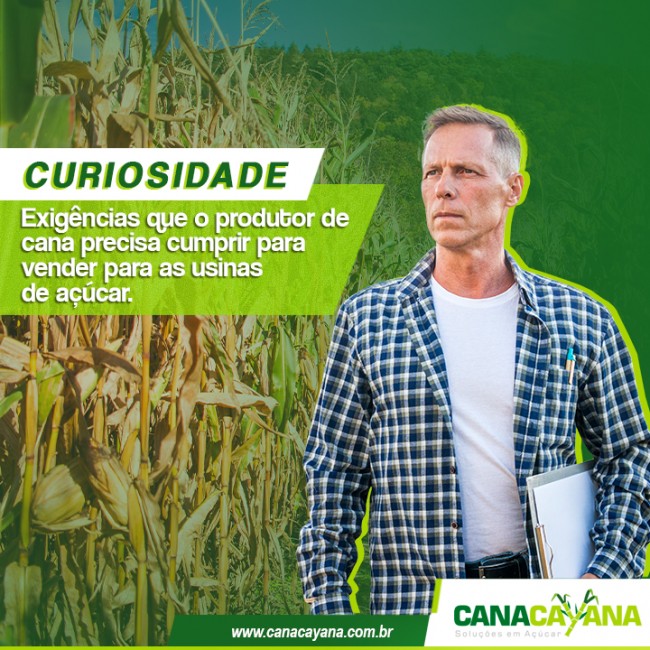 Curiosidade! Exigências que o produtor de cana precisa cumprir para vender para as usinas de açúcar