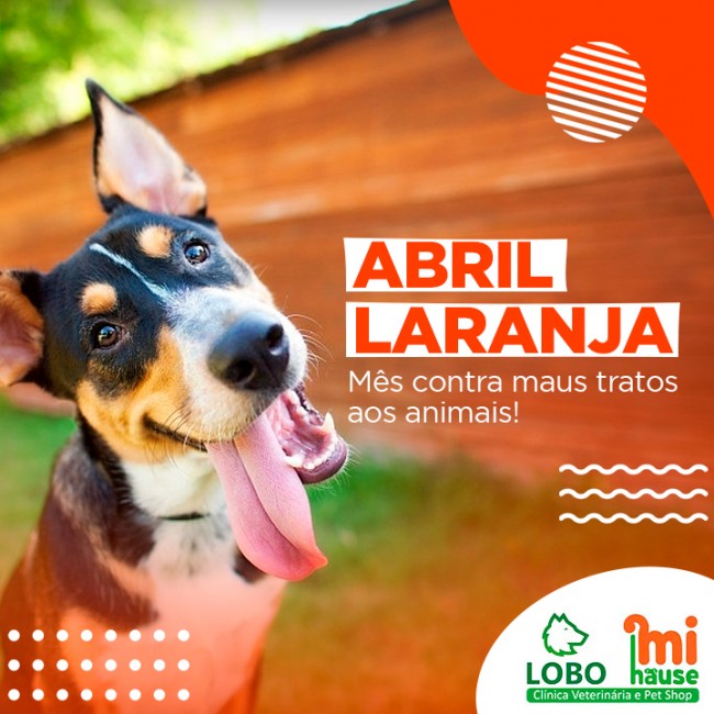 Abril Laranja : Mês contra maus tratos aos animais!