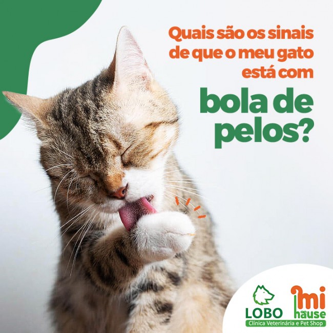 Quais são os sinais de que o meu gato está com bola de pelos?