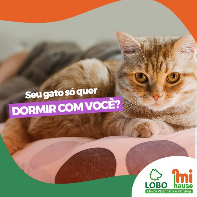 Seu gato só quer dormir com você?