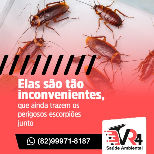 Elas são tão inconvenientes, que ainda trazem os perigosos escorpiões junto