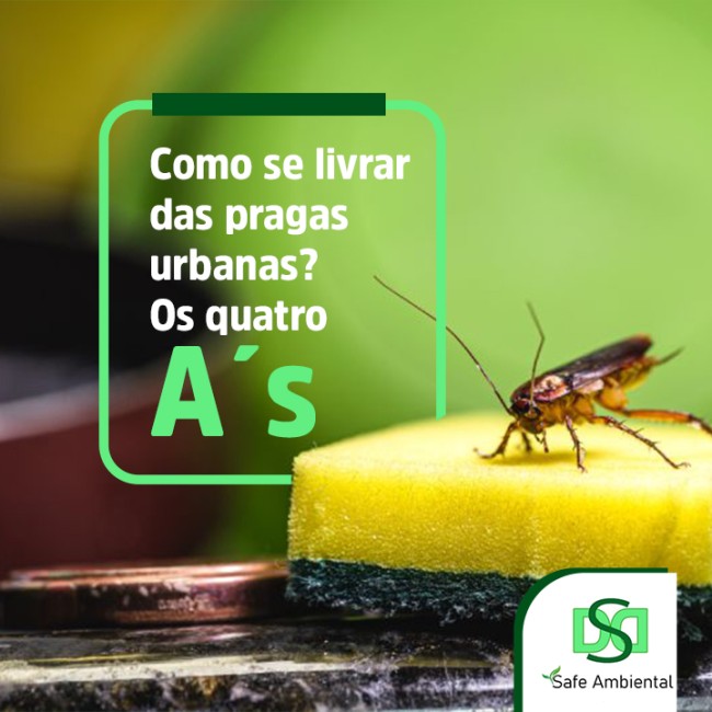 Como se livrar das pragas urbanas? Os quatro A´s