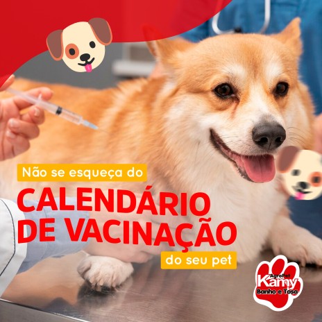Não se esqueça do calendário de vacinação do seu pet