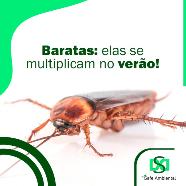 Baratas: elas se multiplicam no verão