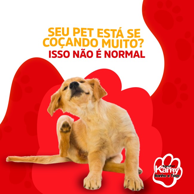 Seu pet está se coçando muito? Isso não é normal
