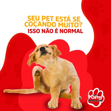Seu pet está se coçando muito? Isso não é normal