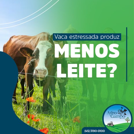 Vaca estressada produz menos leite?