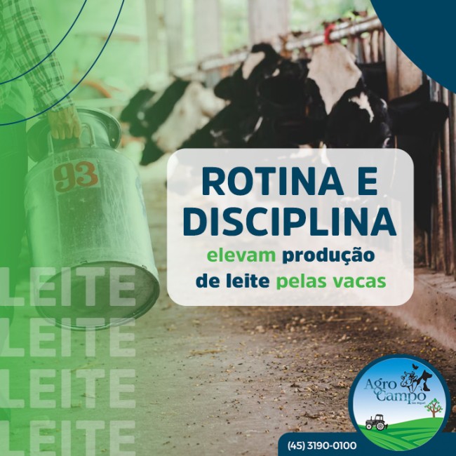 Rotina e disciplina elevam produção de leite pelas vacas