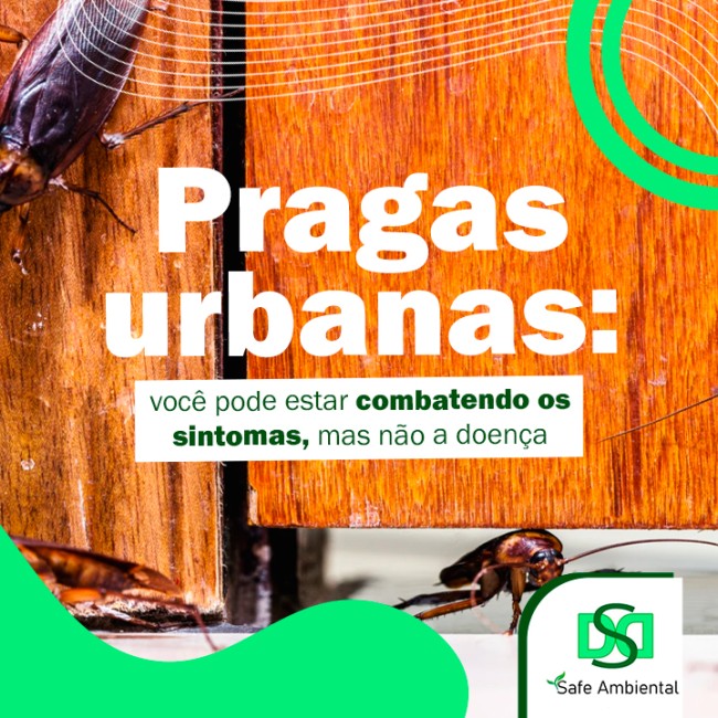 Pragas urbanas: você pode estar combatendo os sintomas, mas não a doença