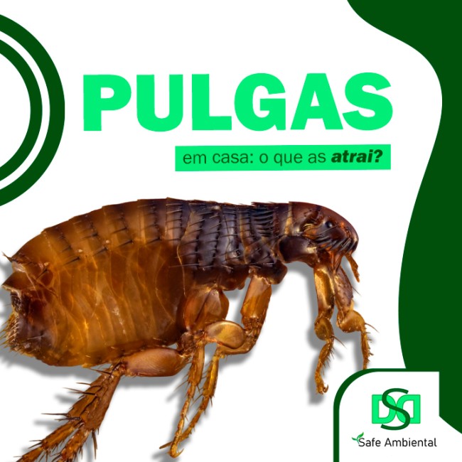Pulgas em casa: o que as atrai?