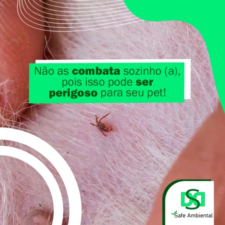 Não as combata sozinho (a), pois isso pode ser perigoso para seu pet