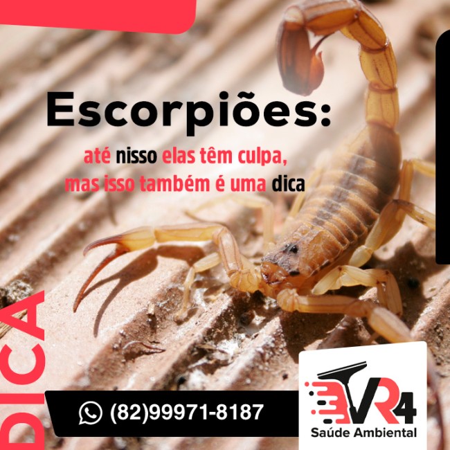 Escorpiões: até nisso elas têm culpa, mas isso também é uma dica