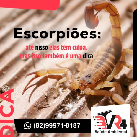 Escorpiões: até nisso elas têm culpa, mas isso também é uma dica