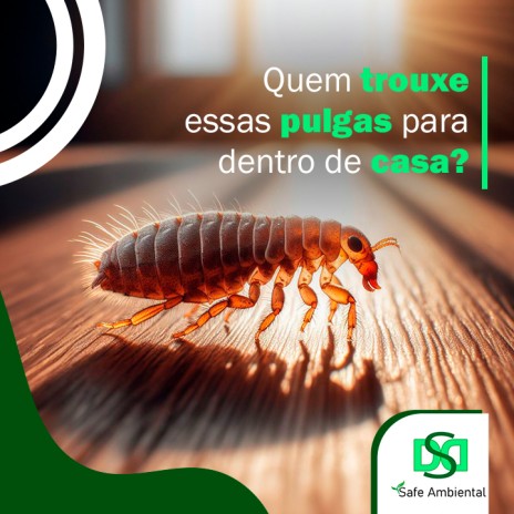 Quem trouxe essas pulgas para dentro de casa?
