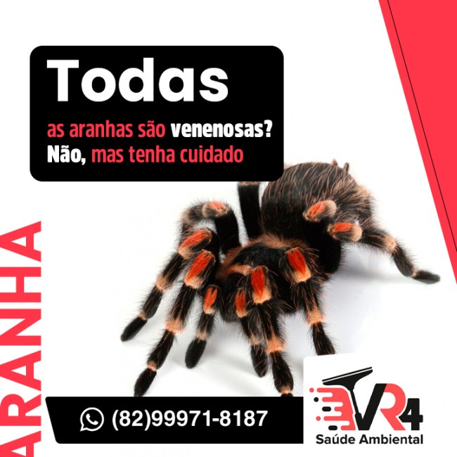 Todas as aranhas são venenosas? Não, mas tenha cuidado