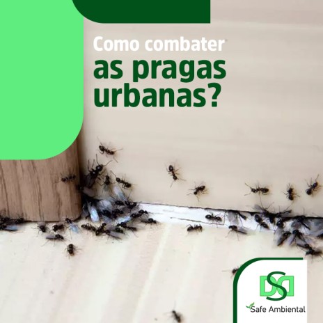 Como combater as pragas urbanas?