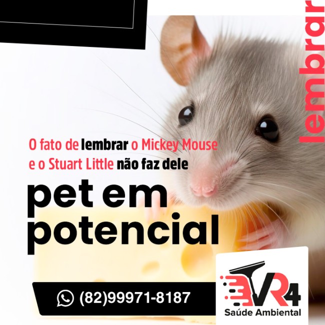 O fato de lembrar o Mickey Mouse e o Stuart Little não faz dele um pet em potencial