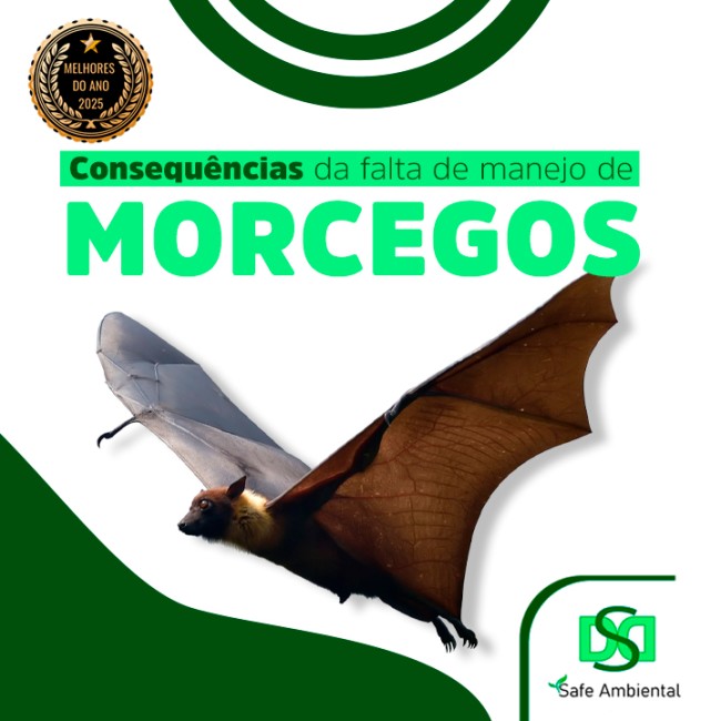 Consequências da falta de manejo de morcegos