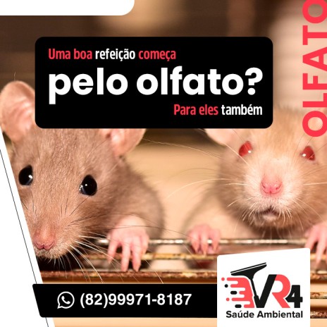 Uma boa refeição começa pelo olfato? Para eles também