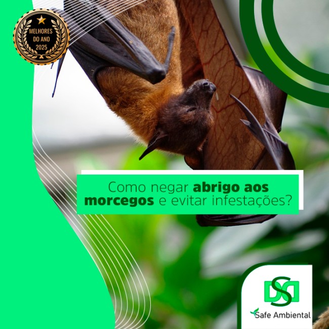 Como negar abrigo aos morcegos e evitar infestações?