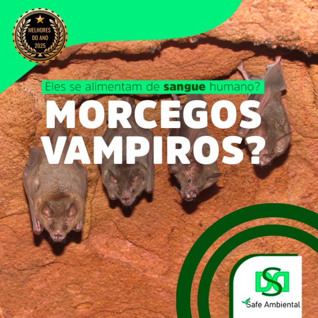 Morcegos vampiros? Eles se alimentam de sangue humano?