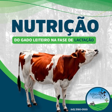 Nutrição do gado leiteiro na fase de lactação