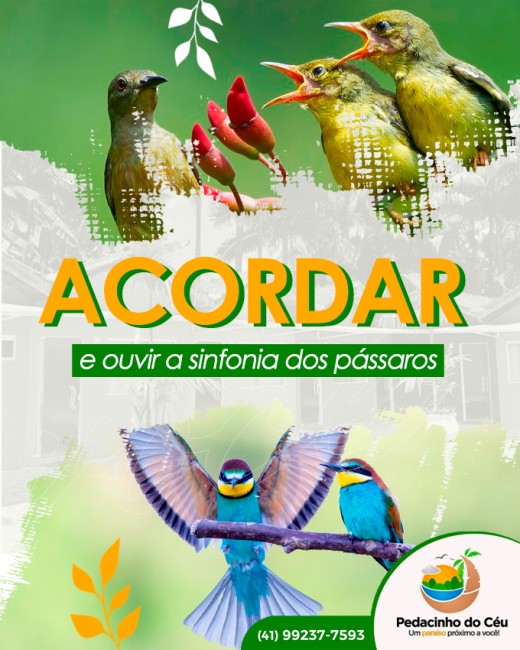 Acordar e ouvir a sinfonia dos pássaros