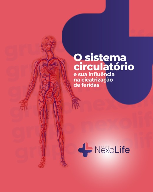 O sistema circulatório e sua influência na cicatrização de feridas
