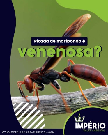 Picada de maribondo é venenosa?