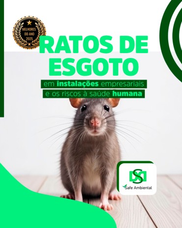 Ratos de esgoto em instalações empresariais e os riscos à saúde humana