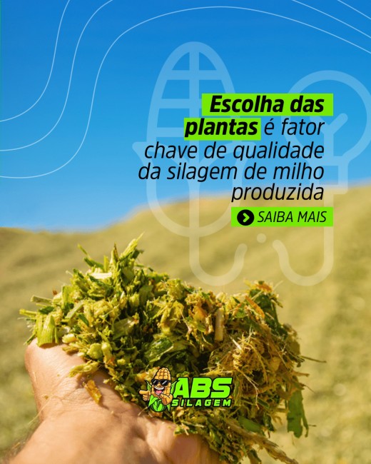 Escolha das plantas é fator chave de qualidade da silagem de milho produzida
