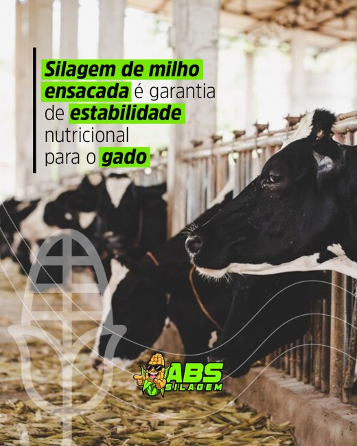 Silagem de milho ensacada é garantia de estabilidade nutricional para o gado