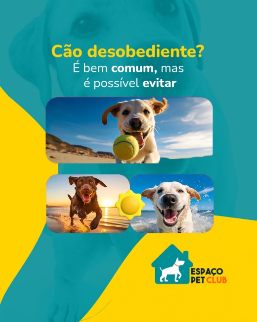 Cão desobediente? É bem comum, mas é possível evitar