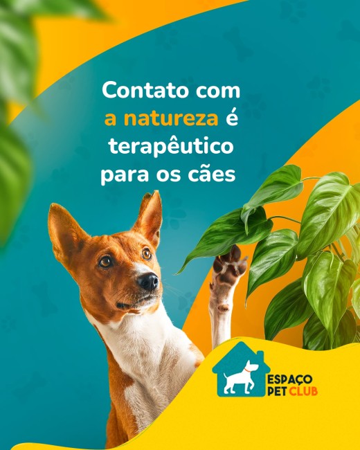 Contato com a natureza é terapêutico para os cães