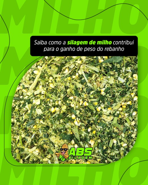 Saiba como a silagem de milho contribui para o ganho de peso do rebanho