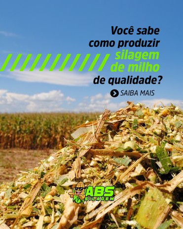 Você sabe como produzir silagem de milho de qualidade?