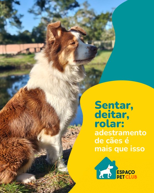 Sentar, deitar, rolar: adestramento de cães é mais que isso