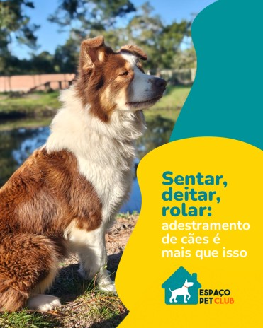 Sentar, deitar, rolar: adestramento de cães é mais que isso