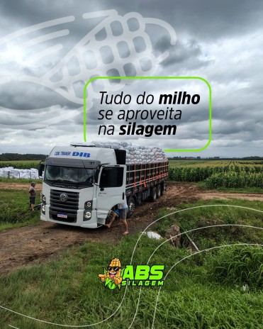 Tudo do milho se aproveita na silagem