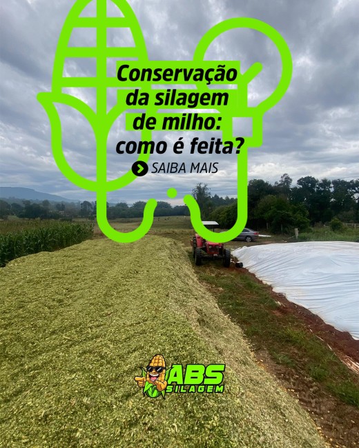 Conservação da silagem de milho: como é feita?