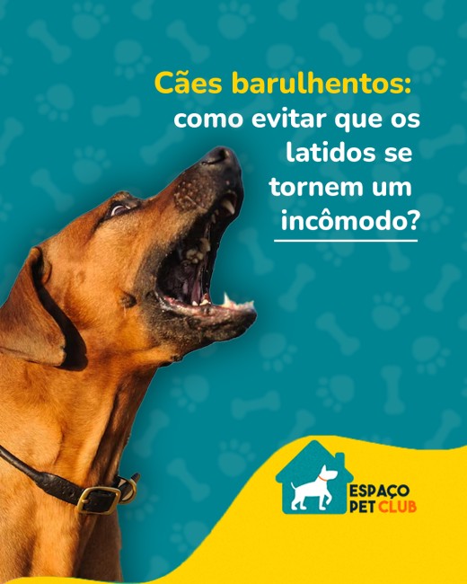 Cães barulhentos: como evitar que os latidos se tornem um incômodo?