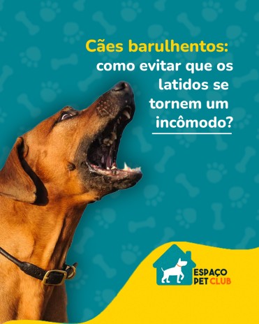 Cães barulhentos: como evitar que os latidos se tornem um incômodo?