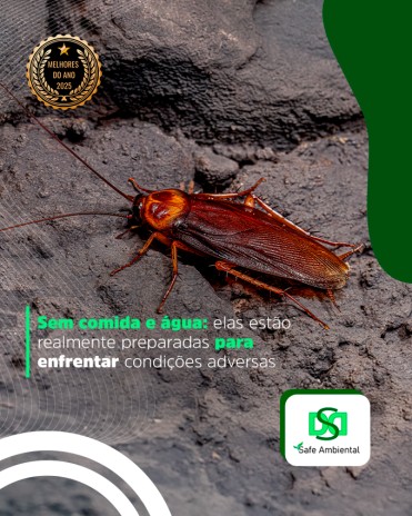 Sem comida e água: elas estão realmente preparadas para enfrentar condições adversas